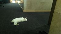 Ini Shiro Kucing yang Keluar Masuk Markas Fraksi fraksi DPR