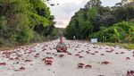 Foto: Waduh, Pulau Ini Isinya Ribuan Kepiting