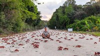 Biasanya, kejadian ini akan terjadi pada akhir tahun di bulan November atau Desember. Seluruh wilayah akan penuh dengan kepiting (Christmas Island)