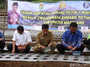Pernah Berjaya, Petani di Magelang Kembali Tanam Bawang Putih