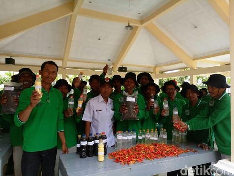 Cabai Sundari, varietas baru yang tahan lama/