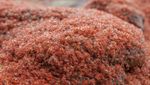 Foto: Waduh, Pulau Ini Isinya Ribuan Kepiting