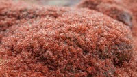 Fenomena ini dinamakan Red Crab Migrations, atau migrasi kepiting merah. Kepiting dewasa akan pergi dari pantai dan meninggalkan telur-telur (Christmas Island)