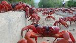 Foto: Waduh, Pulau Ini Isinya Ribuan Kepiting