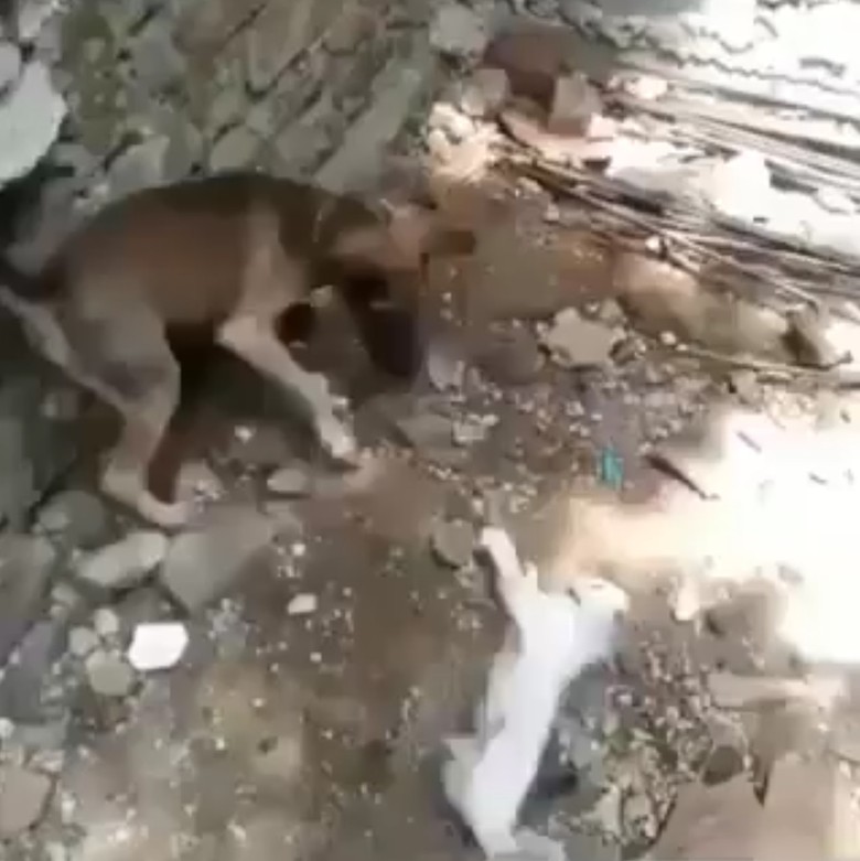 Pencinta Hewan Minta Polisi Usut Perekam Anjing Bantai Kucing Pencinta Hewan Minta Polisi Usut Perekam Anjing Bantai Kucing