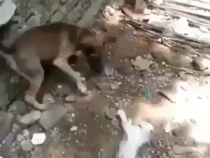 Pencinta Hewan Polisikan Perekam Video Viral Anjing Bantai Kucing