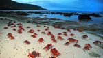 Foto: Waduh, Pulau Ini Isinya Ribuan Kepiting