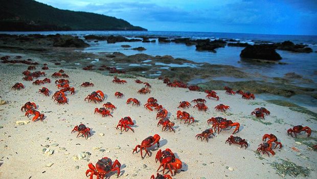 kepiting Christmas Island