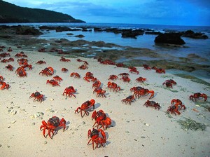 Geli atau Ngeri? Pulau dengan Ribuan Kepiting di Australia