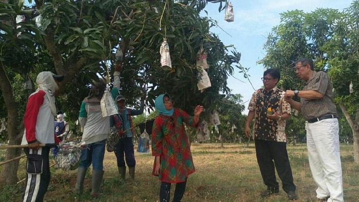 Pakai Teknologi Coating, Kesegaran Mangga Lebih Awet 4 Minggu