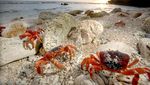Foto: Waduh, Pulau Ini Isinya Ribuan Kepiting