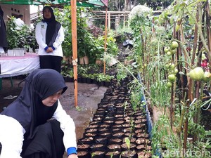 Tanam Sayuran, Ibu-ibu Ini Hemat Uang Belanja Rp 40.000/Hari