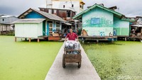 Tanaman mata lele (azolla pinnata) menutupi hampir seluruh permukaan air di kampung Apung. Pada bulan-bulan sebelumnya juga pernah tertutup oleh tanaman eceng gondok.