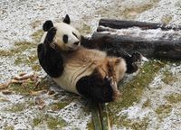 (Zhang Yao/CHINA NEWS SERVICE/Getty Images)