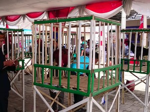 Ratusan Ayam Jantan Beradu Suara Indah di Serang