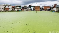Tanaman mata lele ini memiliki pertumbuhan yang sangat cepat saat musim hujan dan mempersulit petugas membersihkan area tersebut.
