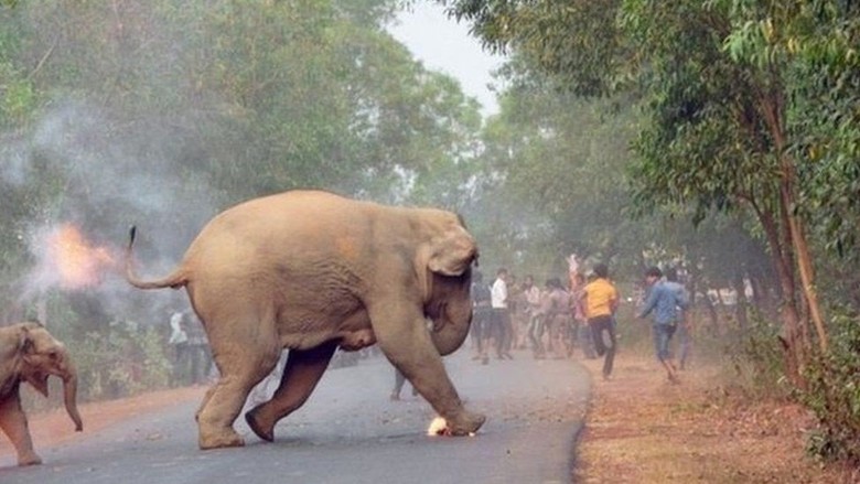 Unduh 76 Koleksi Gambar Gajah Paling Bagus 