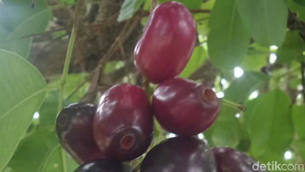 Desa Wisata Tahunan Buah Juwet