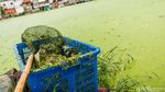 Begini Wajah Kampung Apung yang Ada di Ibukota