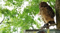 Mau mencoba yang sedikit berbeda? Di sini, kamu juga bisa berfoto bersama burung hantu. Tarifnya pun sukarela pengunjung (Shinta Angriyana/detikTravel)
