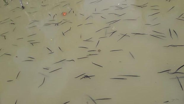  Heboh Muncul Hewan Misterius Mirip Lintah di Sungai Kalbar