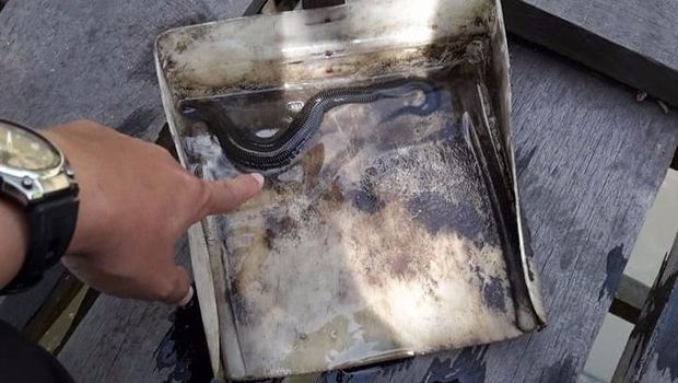  Heboh Muncul Hewan Misterius Mirip Lintah di Sungai Kalbar