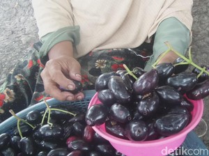 Berwisata Sambil Petik Buah Juwet dari Kebun Yuk!