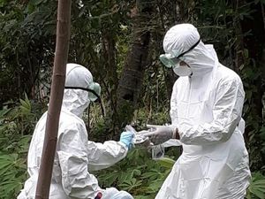 Sapi Mati Dikubur Lalu Dikonsumsi Berujung Wabah Antraks di Gunungkidul