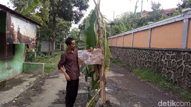 Pohon pisang ditanam di jalan yang rusak