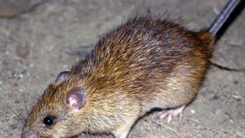 Kebumen Tertinggi, Ini 19 Daerah Penyebaran Leptospirosis di Jateng Kebumen Tertinggi, Ini 19 Daerah Penyebaran Leptospirosis di Jateng