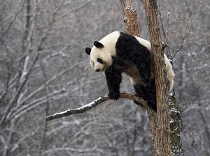 Panda Ketemu Salju, Gemesnya Kayak Gini