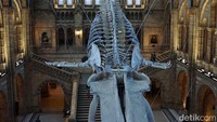 Salah satu yang menarik museum ini adanya kerangka Ikan paus biru yang diikat di atas atap. Sebelumnya di central hall terpasang kerangka dinosaurus diplodocus (Erna/detikTravel)