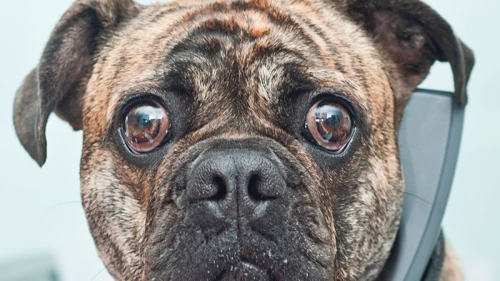 Parfum Khusus Untuk Anjing Terkenal dari Queensland