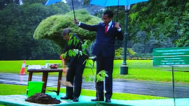 Jokowi dan Moon Jae-in Saling Memayungi Saat Tanam Pohon Gaharu
