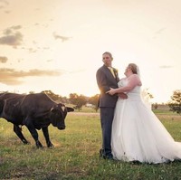 Maksud hati mau membuat foto pernikahan, apa daya malah ada sapi mengamuk. Foto: ist.