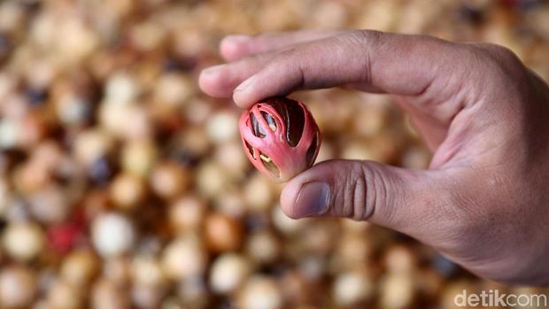 Petani tengah menjemur buah pala di kawasan Ciapus, Bogor. Harga buah pala disana relatif stabil.
