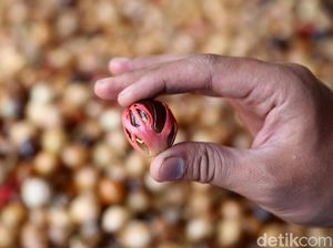 Buah Pala: Pengertian, Manfaat, dan Efek Samping