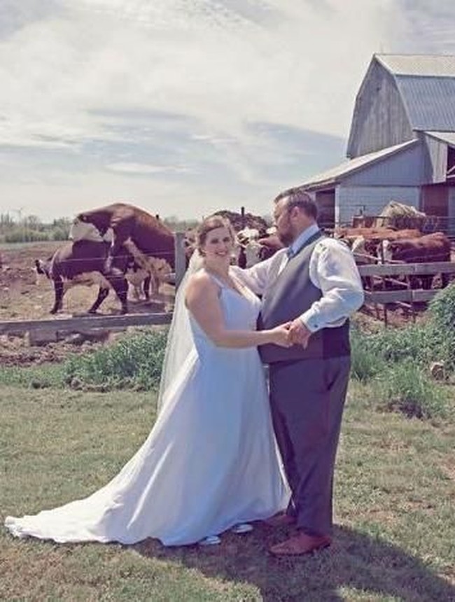 Bukan cuma pasangan pengantin di foto ini saja yang kawin, dua sapi di belakang mereka pun rupanya sibuk kawin. Foto: ist.