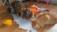 Tingkahnya ada-ada saja. Masa dia minum susu yang sudah tumpah bersama kucing-kucing. Jangan di tiru ya! Foto: Istimewa