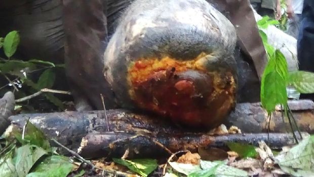 Kaki Terluka, Gajah Liar di Riau Jalani Perawatan Medis
