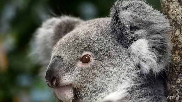 Seekor Koala Australia Ditemukan Mati dengan Telinga Dimutilasi