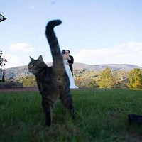 Seekor kucing dengan asyiknya memamerkan bokongnya ke kamera dengan latar belakang pasangan pengantin baru yang hendak berfoto. Foto: ist.