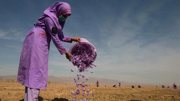 Bunga Saffron Mengenal Keunikan Saffron Rempah Paling Mahal di Dunia Bunga Saffron Mengenal Keunikan Saffron Rempah Paling Mahal di Dunia