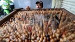 Harga Buah Pala di Bogor Stabil
