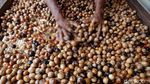 Harga Buah Pala di Bogor Stabil