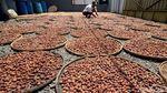 Harga Buah Pala di Bogor Stabil