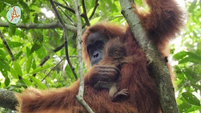 Kenalkan Mameh, Bayi Orangutan Cantik dari Aceh