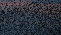 Penampakan lebih dekat dari burung jalak yang memenuhi langit.