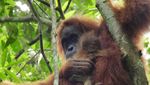 Kenalkan Mameh, Bayi Orangutan Cantik dari Aceh