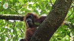 Kenalkan Mameh, Bayi Orangutan Cantik dari Aceh